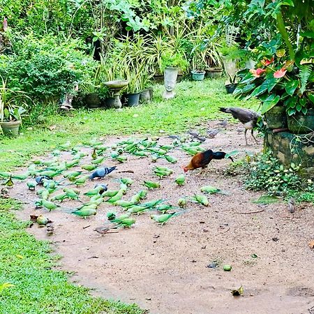 Bird House Homestays Tangalle Exteriér fotografie