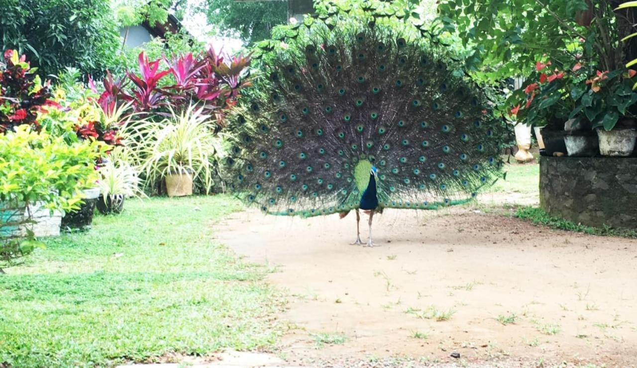 Bird House Homestays Tangalle Exteriér fotografie