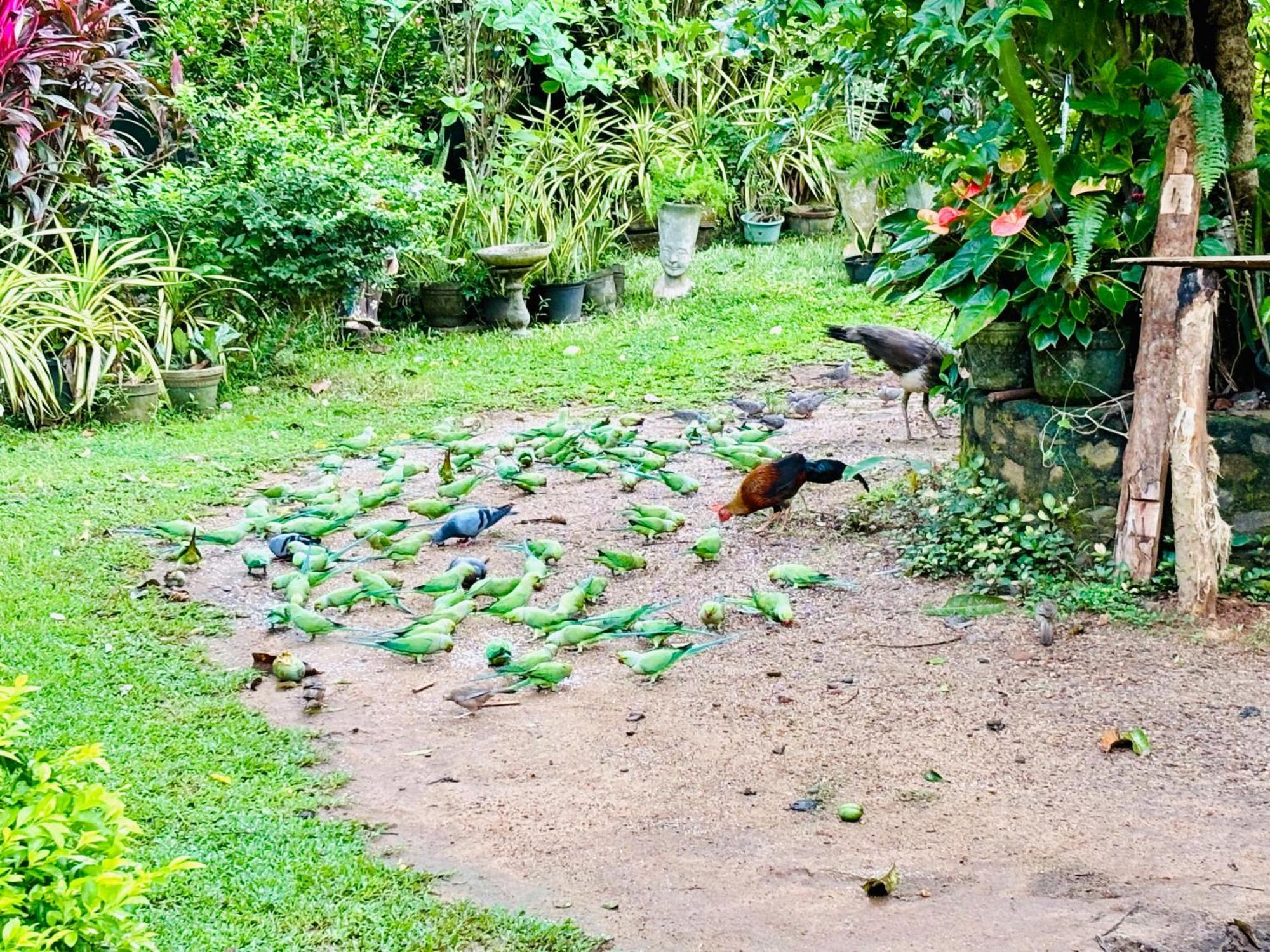 Bird House Homestays Tangalle Exteriér fotografie